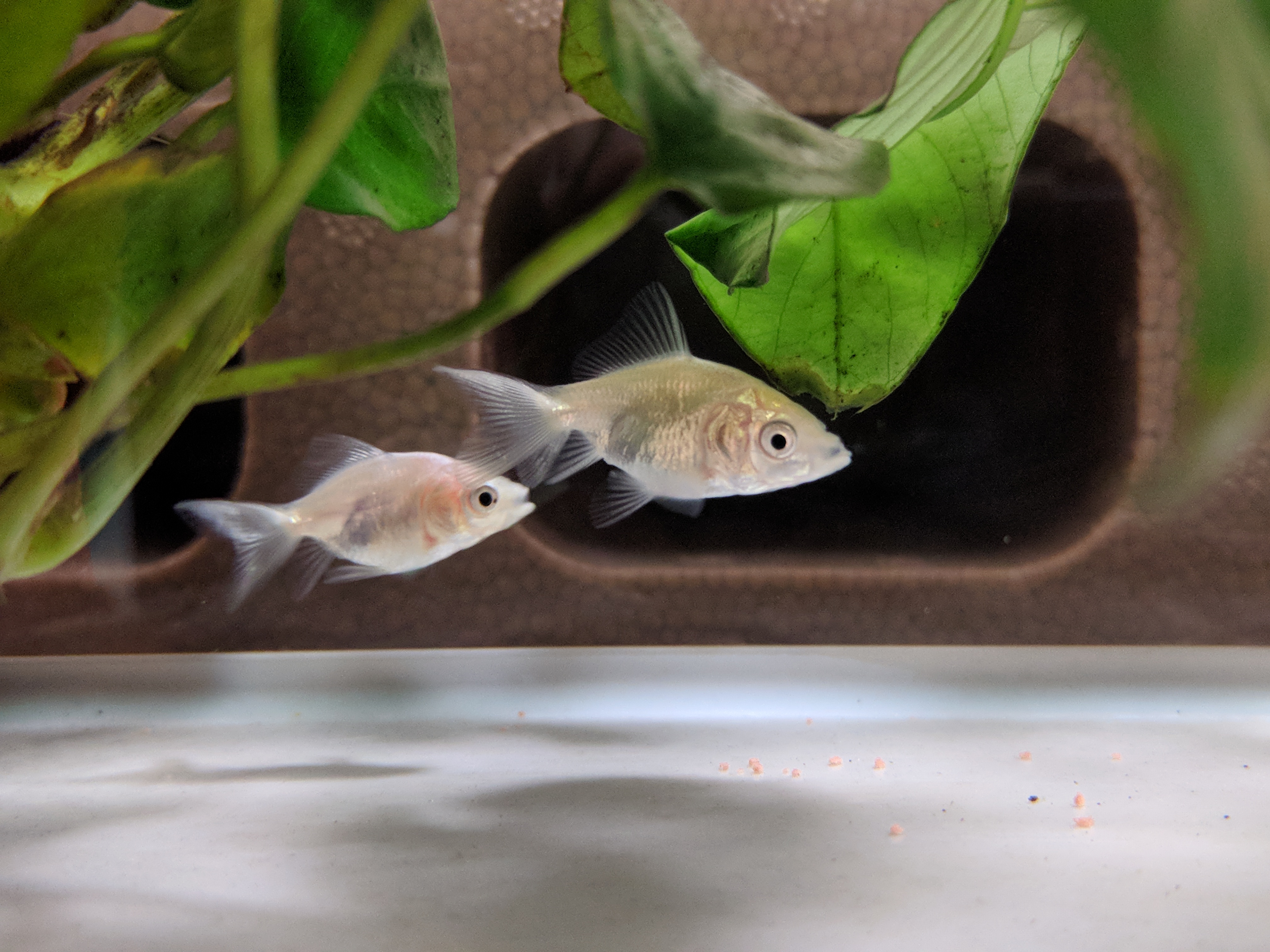 土佐錦魚 とさきん 飼い始めました 建新ブログ